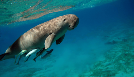 Social Analysis of community perception of Dugong in Lease Islands, Maluku.